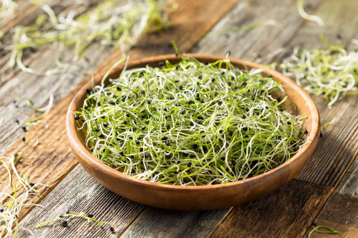 The Difference Between Microgreens and Sprouts