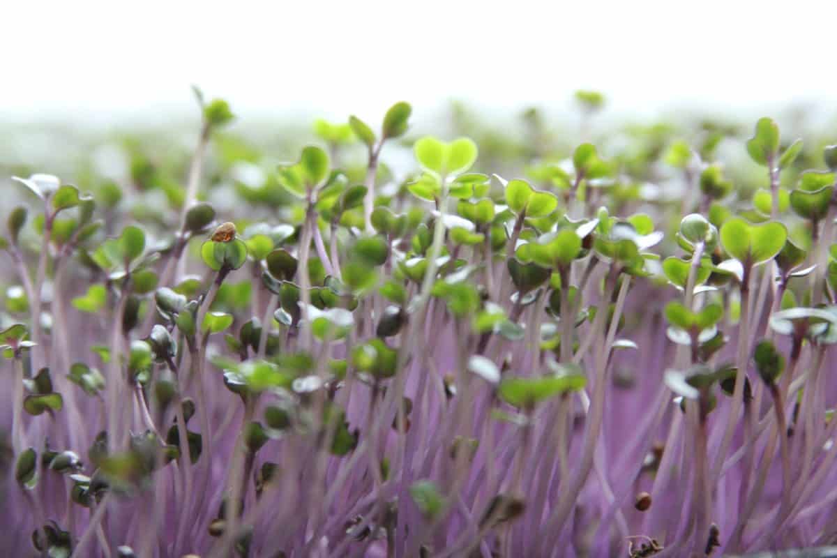 What Plants Can Be Grown as Microgreens?