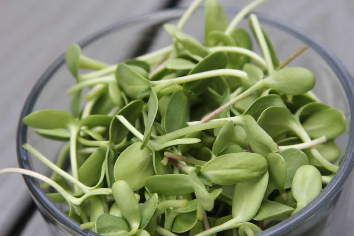 How to Grow Microgreens in 13 Steps