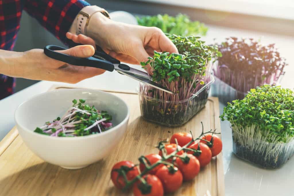woman cutting fresh microgreens for salad bowl