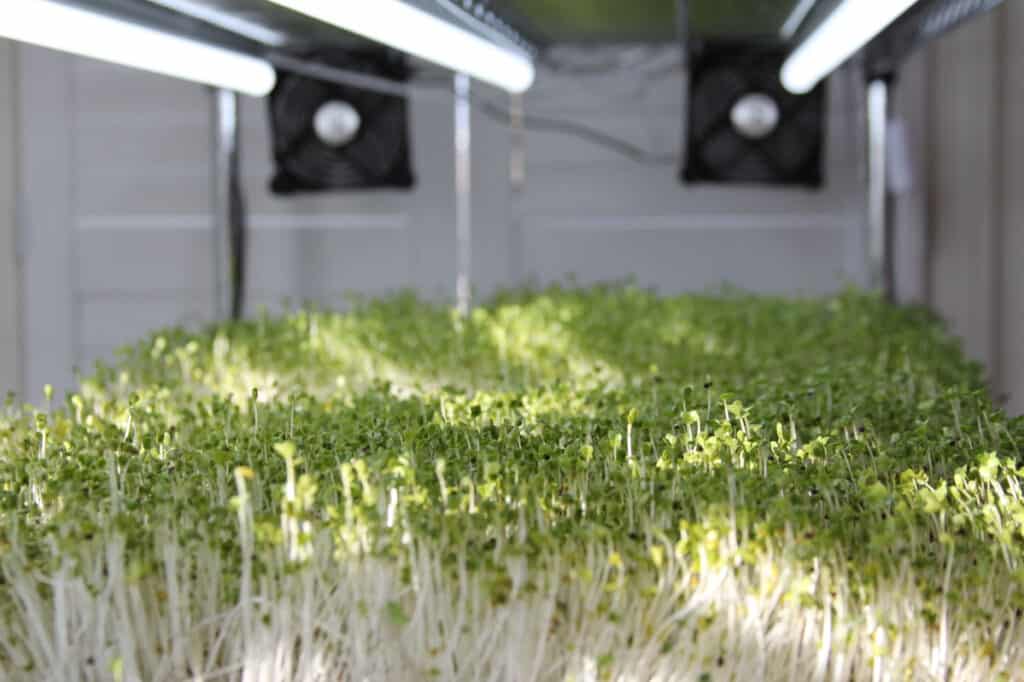 Growing broccoli microgreens with light and ventillation