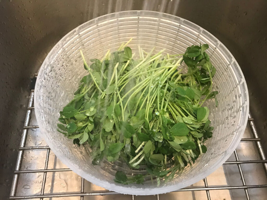 rinsing microgreens in salad spinner under faucet