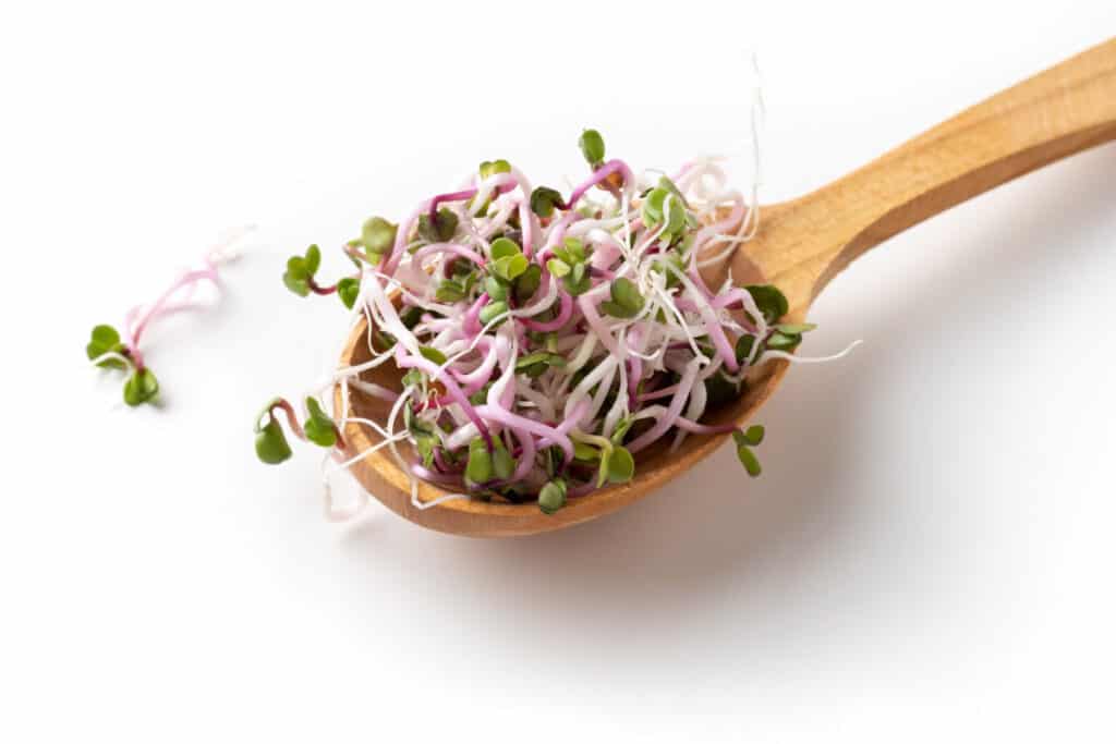 Fresh pink radish sprouts on a wooden spoon on a white background