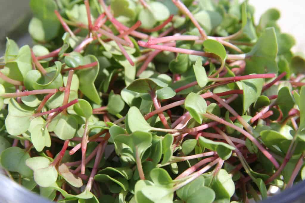 Cut radish microgreens