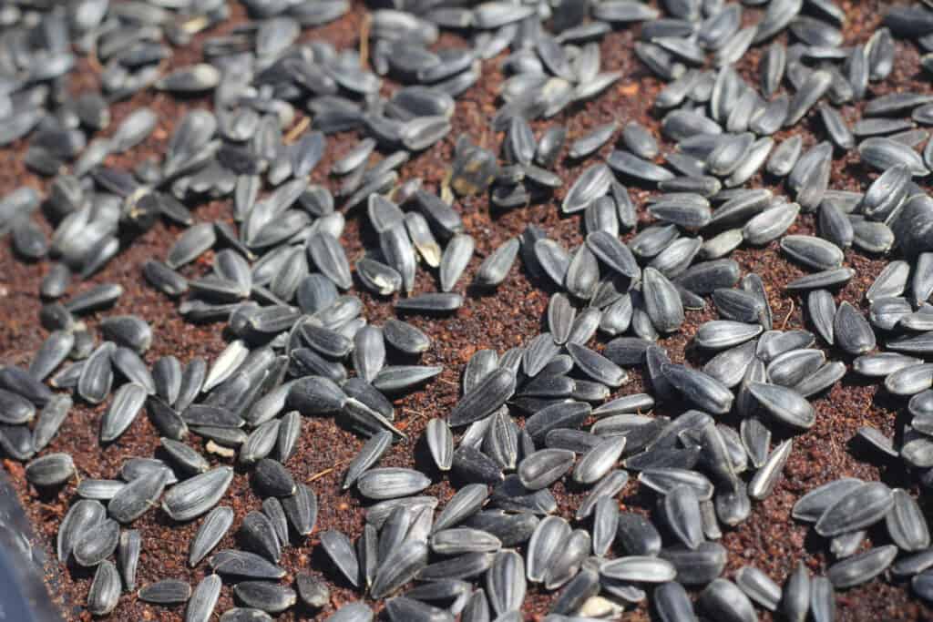 sunflower seeds being sown