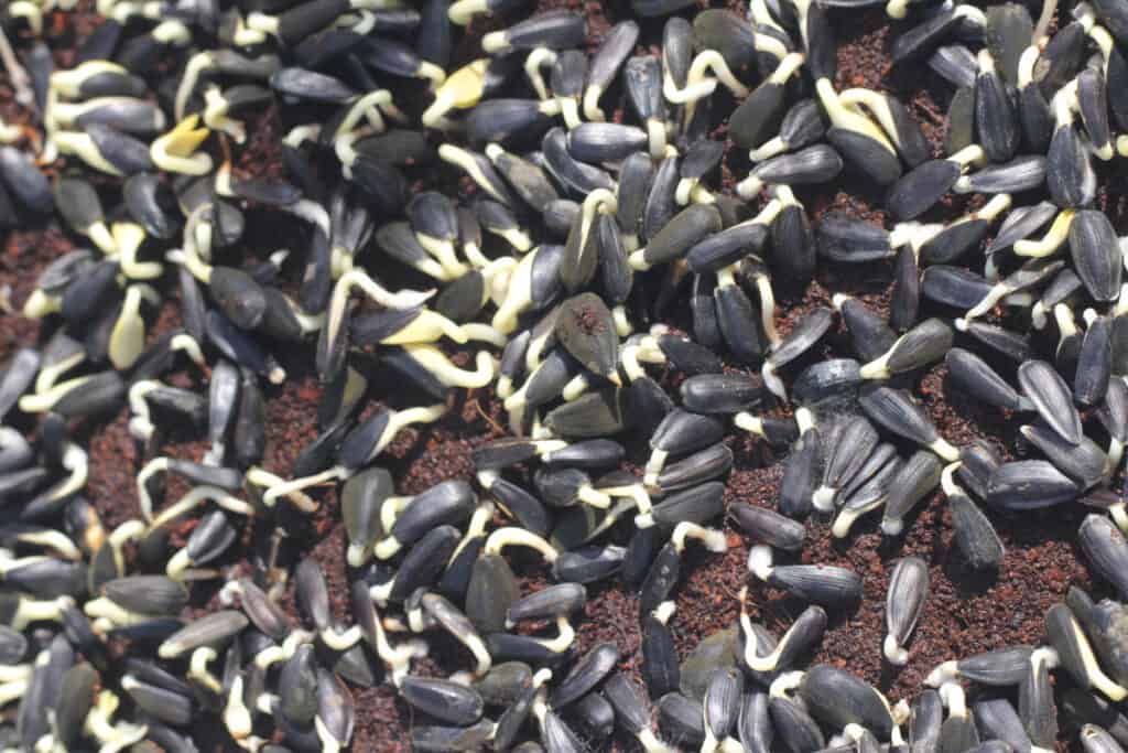sunflower seeds germinating after four days