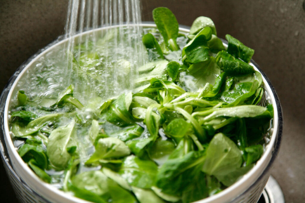 Fresh green lettuce in a bowl of water