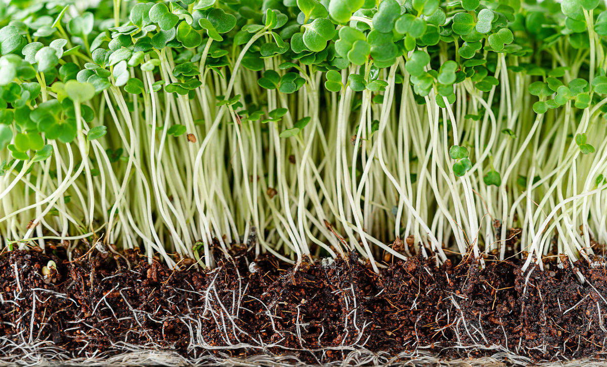 Close up of arugula microgreen sprouts with potted soil.