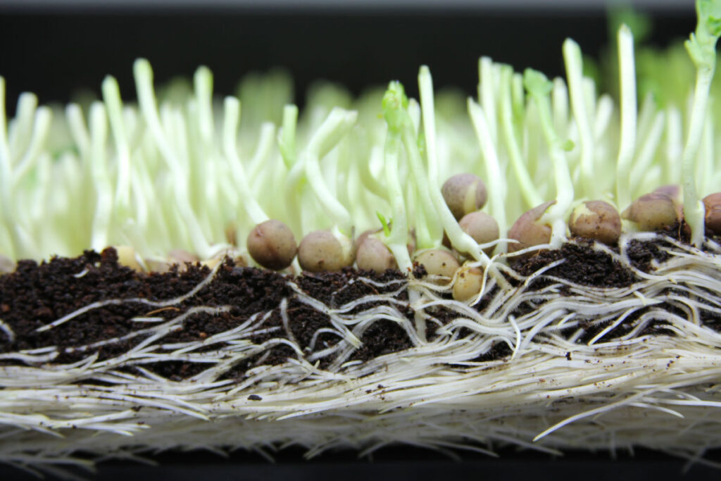 Pea roots embedded in soil after harvest